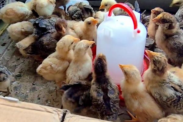 喂养刚出生的小鸡的方法，逐步饲喂温开水、葡萄糖水、饲料