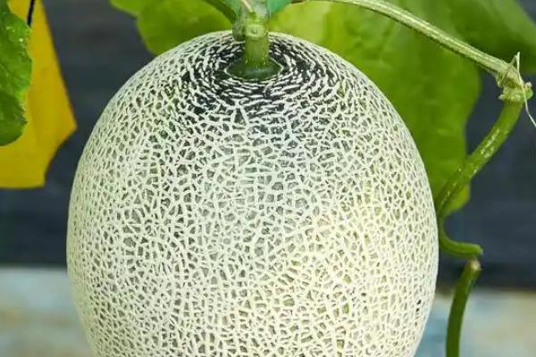 甜瓜和哈密瓜是一样的吗，其外形和味道均不同