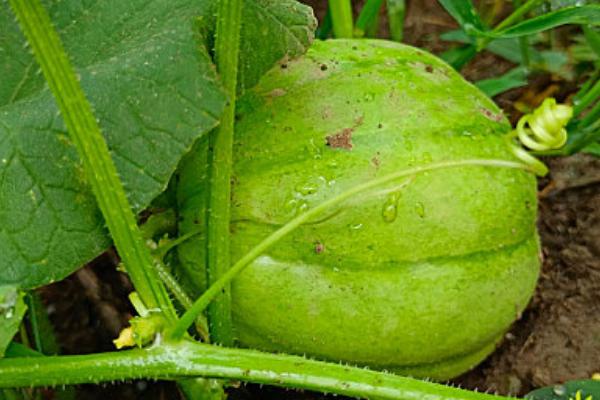 甜瓜和哈密瓜是一样的吗，其外形和味道均不同