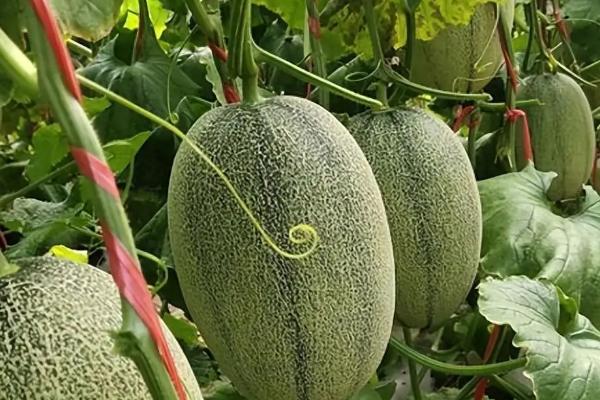 甜瓜和哈密瓜是一样的吗，其外形和味道均不同