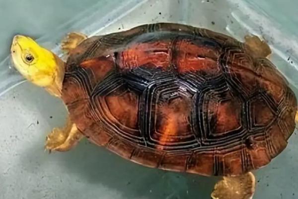 什么是闭壳龟，是可以将腹甲完全闭合的龟类