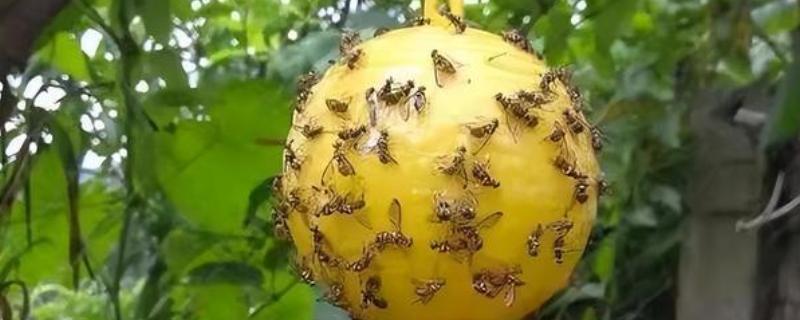 如何防治柑橘大实蝇，摘除受害果实并深埋可断绝虫源