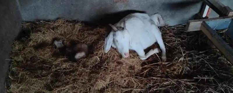 母羊几年就不可以生养了，5-6年就不能生养了
