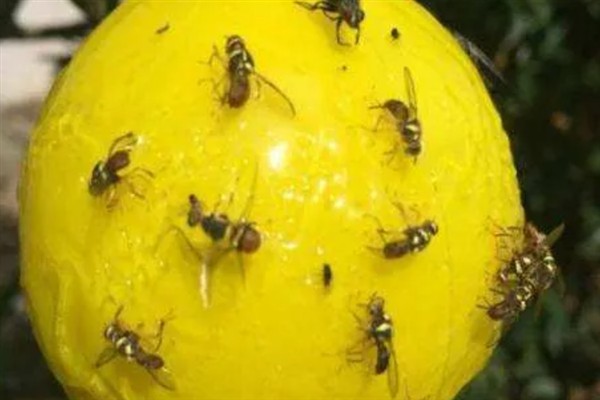 如何防治柑橘大实蝇，摘除受害果实并深埋可断绝虫源