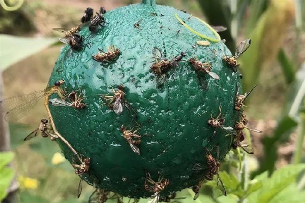 如何防治柑橘大实蝇，摘除受害果实并深埋可断绝虫源