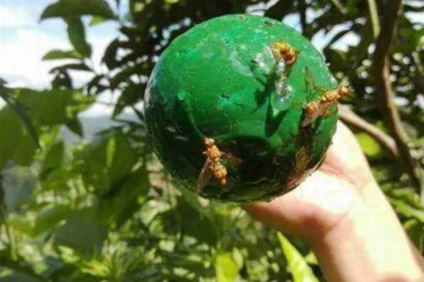 如何防治柑橘大实蝇，摘除受害果实并深埋可断绝虫源