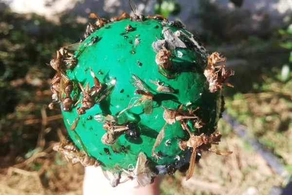 如何防治柑橘大实蝇，摘除受害果实并深埋可断绝虫源