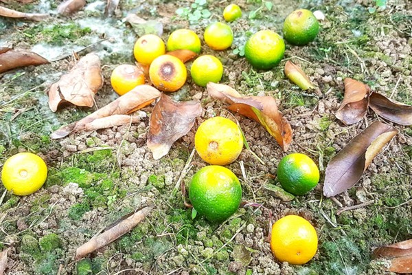 如何防治柑橘大实蝇，摘除受害果实并深埋可断绝虫源