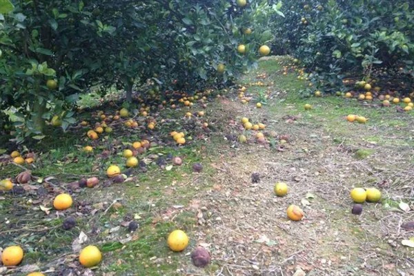 如何防治柑橘大实蝇，摘除受害果实并深埋可断绝虫源