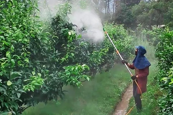 如何防治柑橘大实蝇，摘除受害果实并深埋可断绝虫源