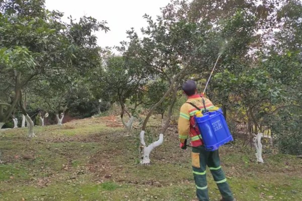 如何防治柑橘大实蝇，摘除受害果实并深埋可断绝虫源