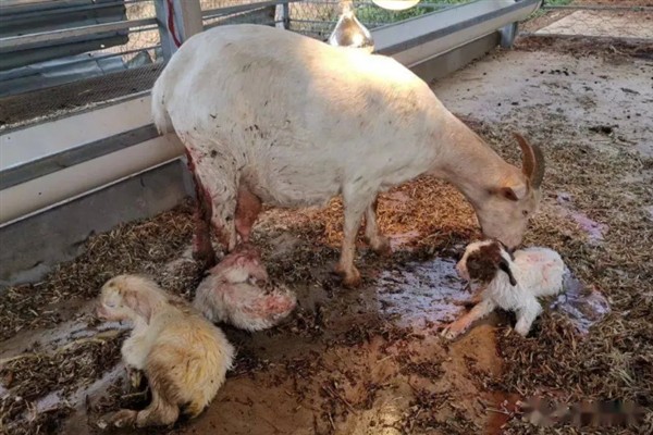 母羊几年就不可以生养了，5-6年就不能生养了