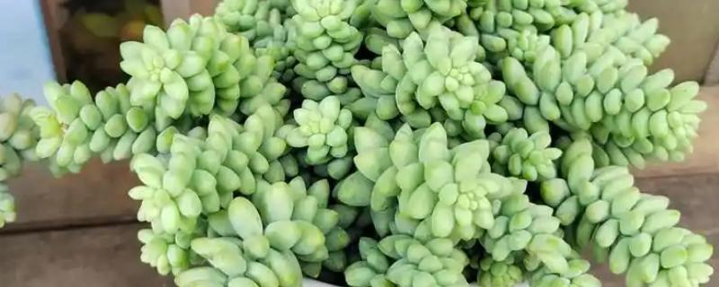 让玉坠多肉爆盆的方法，生长季节要注意追施氮肥