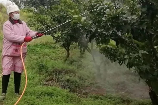 如何防治柑橘大实蝇，摘除受害果实并深埋可断绝虫源