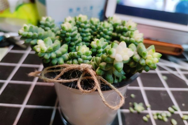 让玉坠多肉爆盆的方法，生长季节要注意追施氮肥
