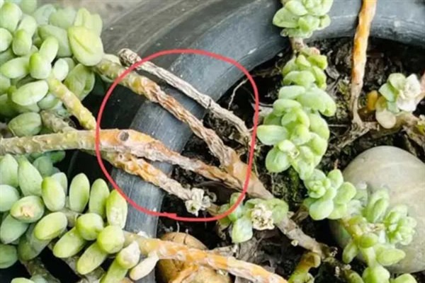 让玉坠多肉爆盆的方法，生长季节要注意追施氮肥