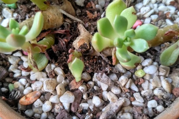 让玉坠多肉爆盆的方法，生长季节要注意追施氮肥
