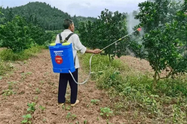 如何防治柑橘大实蝇，摘除受害果实并深埋可断绝虫源