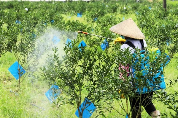如何防治柑橘大实蝇，摘除受害果实并深埋可断绝虫源