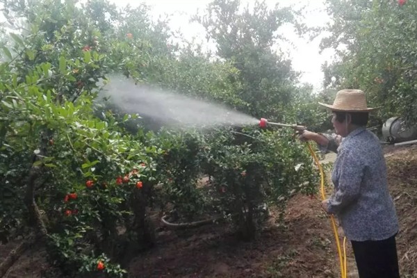 如何防治柑橘大实蝇，摘除受害果实并深埋可断绝虫源