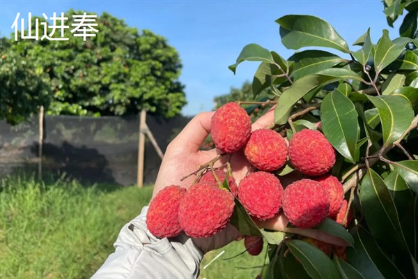 荔枝有哪些好吃的品种，推荐糯米糍、仙进奉等