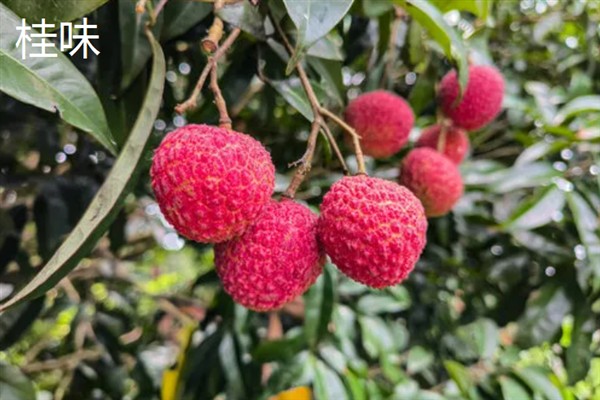 荔枝有哪些好吃的品种，推荐糯米糍、仙进奉等