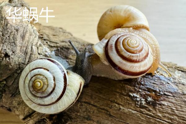 蜗牛是不是爬行动物，属于软体动物可将头尾缩进甲壳中