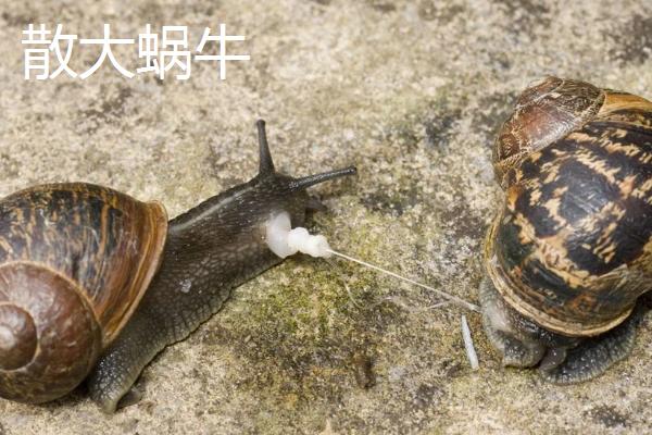蜗牛是不是爬行动物，属于软体动物可将头尾缩进甲壳中