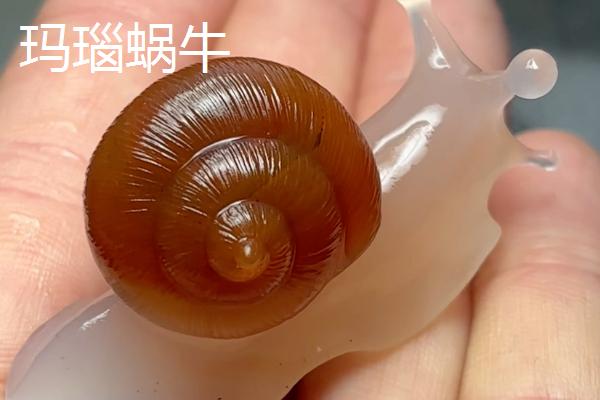 蜗牛是不是爬行动物，属于软体动物可将头尾缩进甲壳中