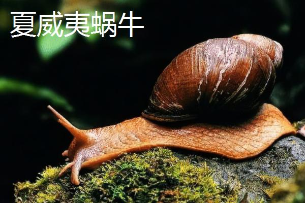 蜗牛是不是爬行动物，属于软体动物可将头尾缩进甲壳中