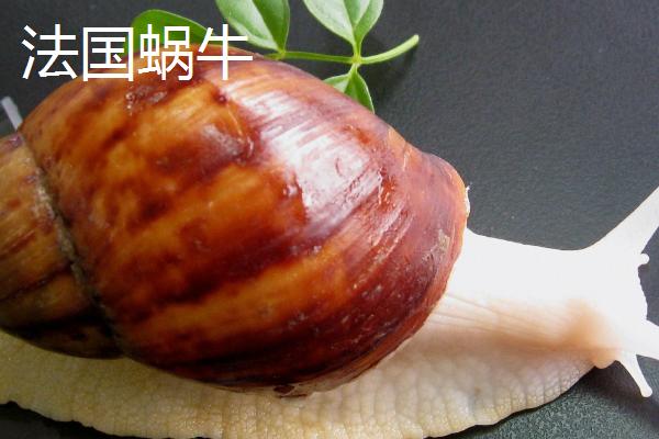 蜗牛是不是爬行动物，属于软体动物可将头尾缩进甲壳中