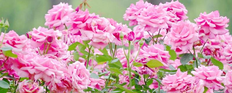 四季开花的植物花卉，有月季花、扶桑花等