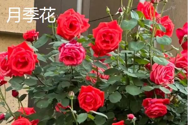 四季开花的植物花卉，有月季花、扶桑花等