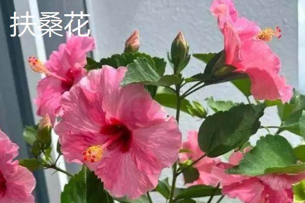 四季开花的植物花卉，有月季花、扶桑花等