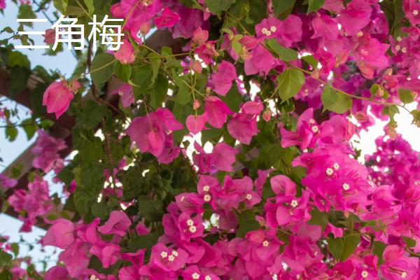 四季开花的植物花卉，有月季花、扶桑花等