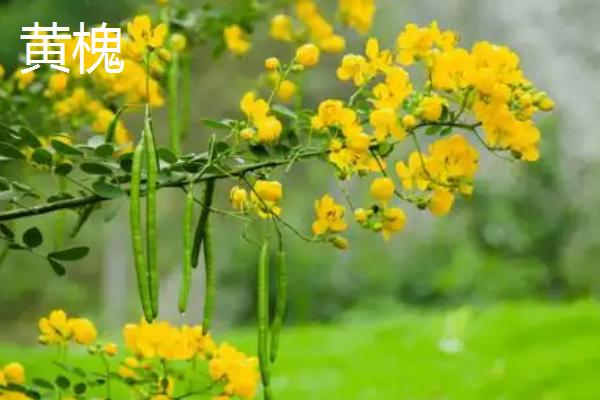 四季开花的植物花卉，有月季花、扶桑花等