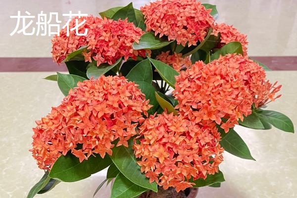 四季开花的植物花卉，有月季花、扶桑花等