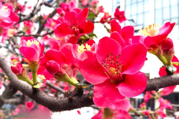 四季开花的植物花卉，有月季花、扶桑花等