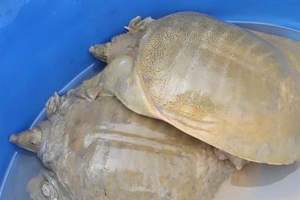 甲鱼可以活多久，寿命一般在30-60年