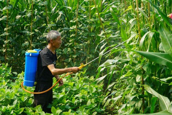 夏玉米花粒期怎么管理，土壤含水量保持在70-80%有利于开花授精