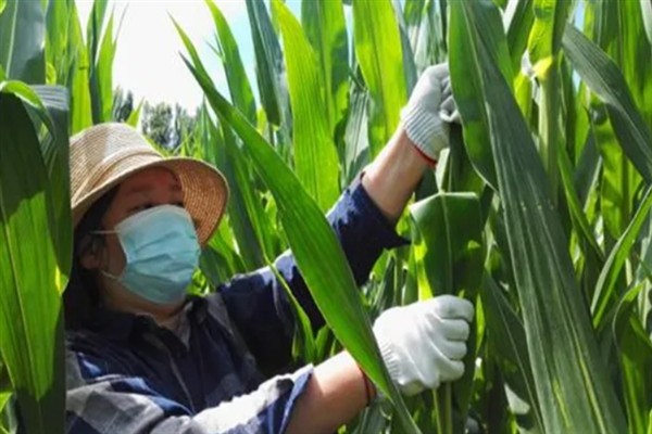 夏玉米花粒期怎么管理，土壤含水量保持在70-80%有利于开花授精