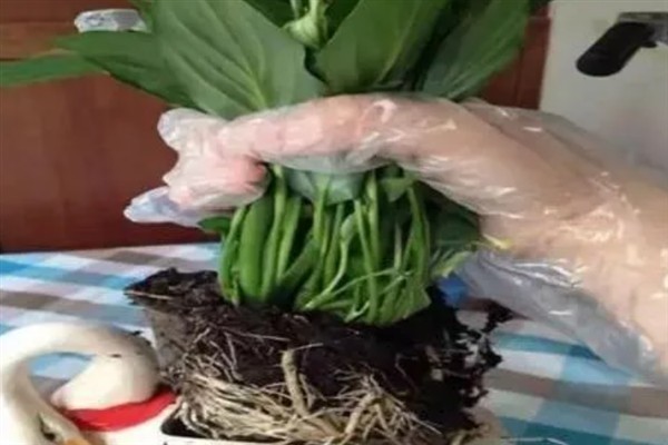 一帆风顺烂根怎么处理，需及时剪掉病根