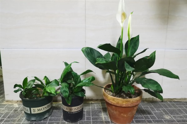 一帆风顺烂根怎么处理，需及时剪掉病根