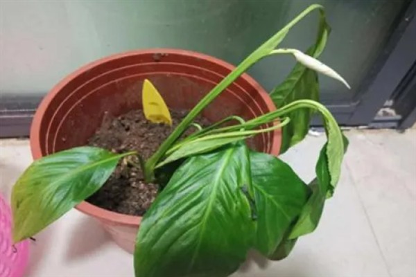 一帆风顺烂根怎么处理，需及时剪掉病根