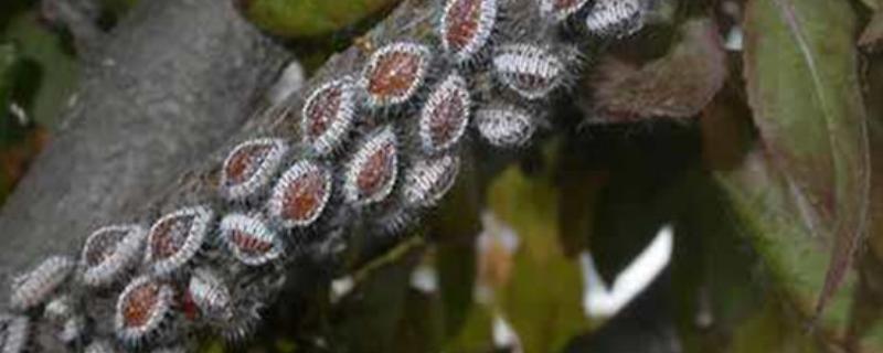 蚧壳虫的防治方法，数量较多时可喷施吡虫啉等药物