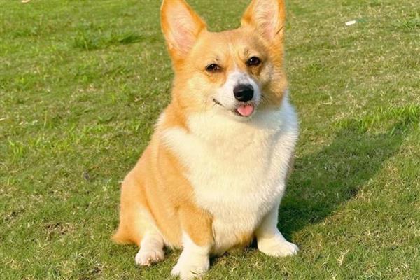 狗狗便便的形状反应了哪些身体问题，大致是黄色和褐色