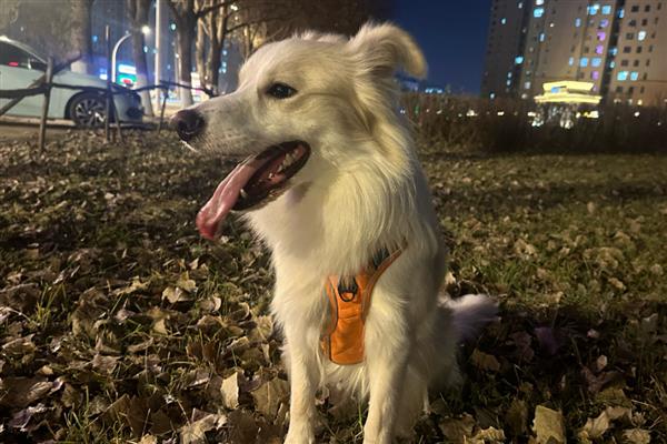 狗狗便便的形状反应了哪些身体问题，大致是黄色和褐色
