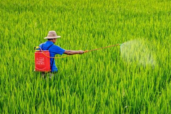 蚧壳虫的防治方法，数量较多时可喷施吡虫啉等药物
