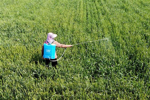 蚧壳虫的防治方法，数量较多时可喷施吡虫啉等药物
