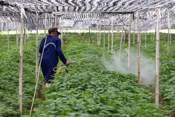 蚧壳虫的防治方法，数量较多时可喷施吡虫啉等药物